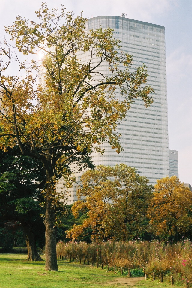 Skyscraper from Tokyo park