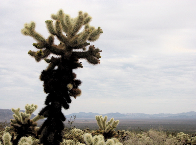Cactus garden