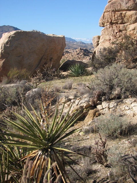 Desert trail