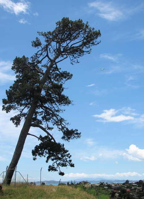 Summit of Pigeon Mountain, Auckland