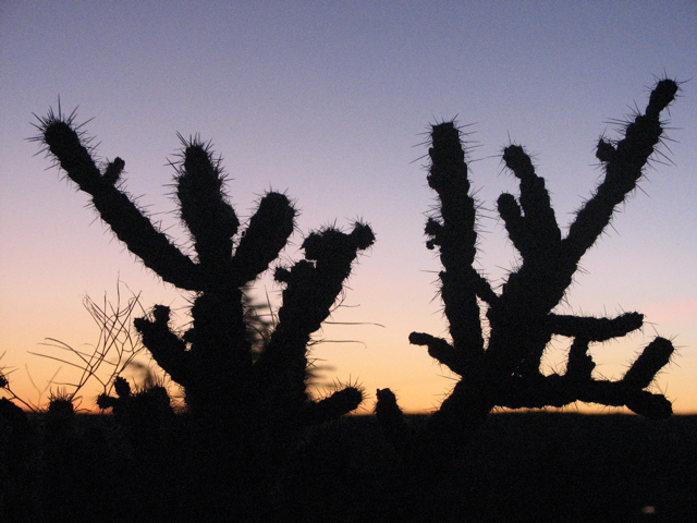 Cacti at sunset