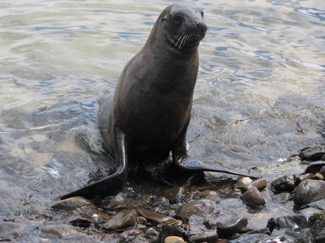 Sea lion, Moeraki