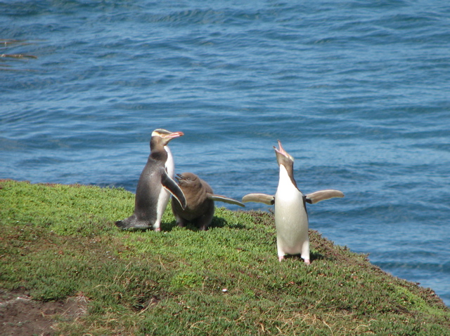 Penguin family, Katiki Point
