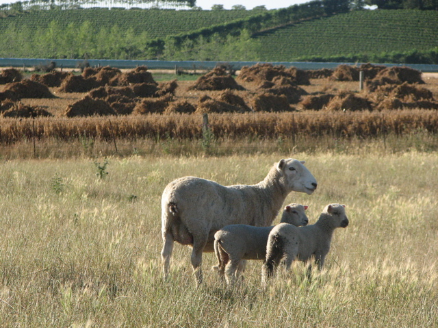 NZ sheep family